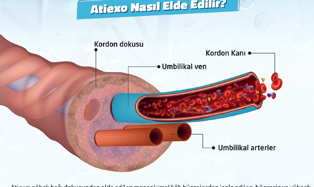 Kordon dokusu, umbilikal ven ve arterleri gösteren şema